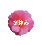 スケジュール／学校行事（個別スタンプ：36）