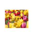 一言花（個別スタンプ：3）