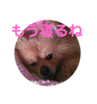 ポメラニアンハナちゃん2（個別スタンプ：35）