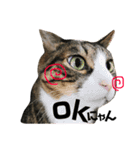 Punk＆Rock 猫 スタンプ①（個別スタンプ：1）