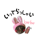 Punk＆Rock 猫 スタンプ①（個別スタンプ：5）