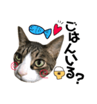 Punk＆Rock 猫 スタンプ①（個別スタンプ：7）