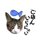 Punk＆Rock 猫 スタンプ①（個別スタンプ：8）