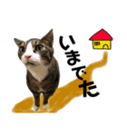 Punk＆Rock 猫 スタンプ①（個別スタンプ：9）