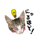 Punk＆Rock 猫 スタンプ①（個別スタンプ：11）