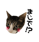 Punk＆Rock 猫 スタンプ①（個別スタンプ：12）
