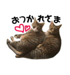 Punk＆Rock 猫 スタンプ①（個別スタンプ：14）