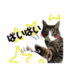 Punk＆Rock 猫 スタンプ①（個別スタンプ：15）