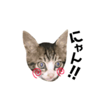 Punk＆Rock 猫 スタンプ①（個別スタンプ：17）