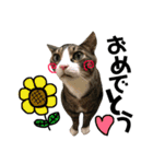 Punk＆Rock 猫 スタンプ①（個別スタンプ：18）