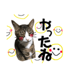 Punk＆Rock 猫 スタンプ①（個別スタンプ：20）