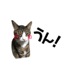Punk＆Rock 猫 スタンプ①（個別スタンプ：27）