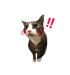 Punk＆Rock 猫 スタンプ①（個別スタンプ：28）