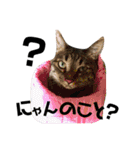Punk＆Rock 猫 スタンプ①（個別スタンプ：30）