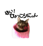 Punk＆Rock 猫 スタンプ①（個別スタンプ：31）