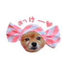 ポメラニアン『チクといっしょ。』（個別スタンプ：1）