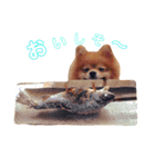 ポメラニアン『チクといっしょ。』（個別スタンプ：15）