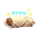 ポメラニアン『チクといっしょ。』（個別スタンプ：18）