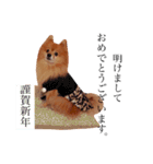 ポメラニアン『チクといっしょ。』（個別スタンプ：20）