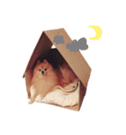 ポメラニアン『チクといっしょ。』（個別スタンプ：25）