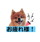 ポメラニアン『チクといっしょ。』（個別スタンプ：28）