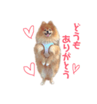 ポメラニアン『チクといっしょ。』（個別スタンプ：29）