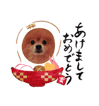ポメラニアン『チクといっしょ。』（個別スタンプ：33）