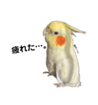 もんすも（個別スタンプ：6）