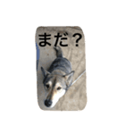 ランさんのスタンプ（個別スタンプ：3）