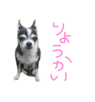 小雪とおはぎ（個別スタンプ：1）