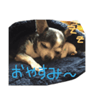 小雪とおはぎ（個別スタンプ：2）