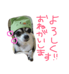 小雪とおはぎ（個別スタンプ：4）