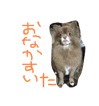 小雪とおはぎ（個別スタンプ：5）