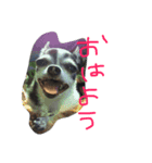 小雪とおはぎ（個別スタンプ：6）