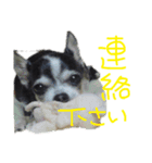 小雪とおはぎ（個別スタンプ：7）