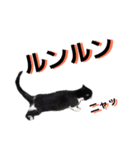 クロシロ4（個別スタンプ：1）