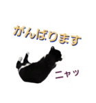 クロシロ4（個別スタンプ：5）