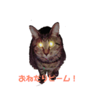 ペケにゃん♪ その3（個別スタンプ：2）