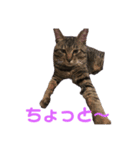 ペケにゃん♪ その3（個別スタンプ：6）