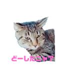 ペケにゃん♪ その3（個別スタンプ：8）