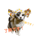 三毛猫メルシー（個別スタンプ：1）