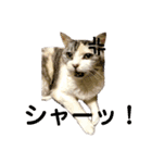 三毛猫メルシー（個別スタンプ：2）