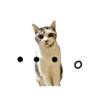 三毛猫メルシー（個別スタンプ：3）