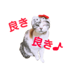 三毛猫メルシー（個別スタンプ：5）