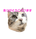 三毛猫メルシー（個別スタンプ：6）