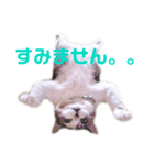 三毛猫メルシー（個別スタンプ：8）