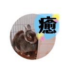 うさぎのぐうちゃん（個別スタンプ：3）