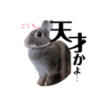 うさぎのぐうちゃん（個別スタンプ：6）