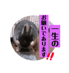 うさぎのぐうちゃん（個別スタンプ：15）