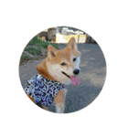 まめしばごん太（個別スタンプ：1）